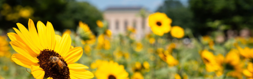 flowers in Ingalls Mall, with Rackham in the distance