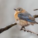 Image is of a bird sitting on a branch