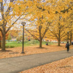 A fall scene with people walking on a sidewalk bordered by trees with yellow leaves on green grass and buildings in the background